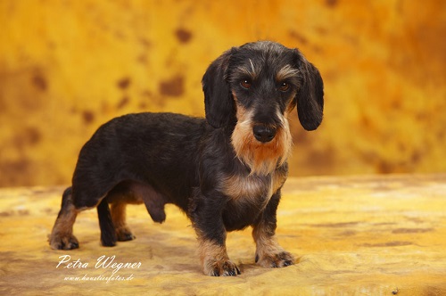 Miniature Wirehaired Dachshund|Zwergrauhaardackel