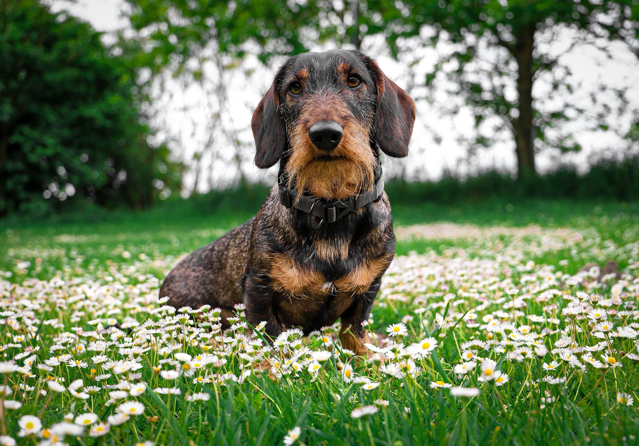 Xeros vom Bieberstein<br />
