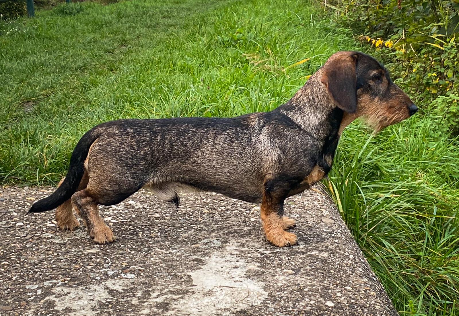 Xeros vom Bieberstein