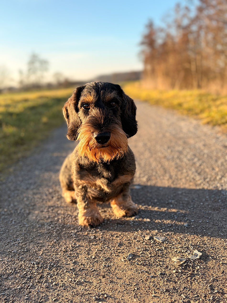 Teckel Deckrüde Casper vom Bäckerstübchen